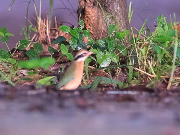 <h3><a href="/trips/srilanka/biota/animalia/chordata/aves/040 passeriformes/003 pittidae/pitta brachyura/pitta brachyura-nl.html">Pitta&nbsp;brachyura</a> / Indian&nbsp;pitta / Negenkleurige&nbsp;pitta</h3>NIKON D500 met AF-S Nikkor 300mm f/2.8G IF-ED VR II, 1/10 sec  bij F2.8, ISO 4000, afstand 19.9&nbsp;m